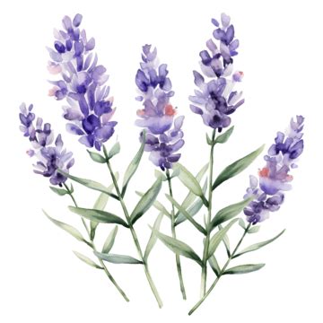 free lavender clipart|49,521+ Free Lavender Flower Illustrations .